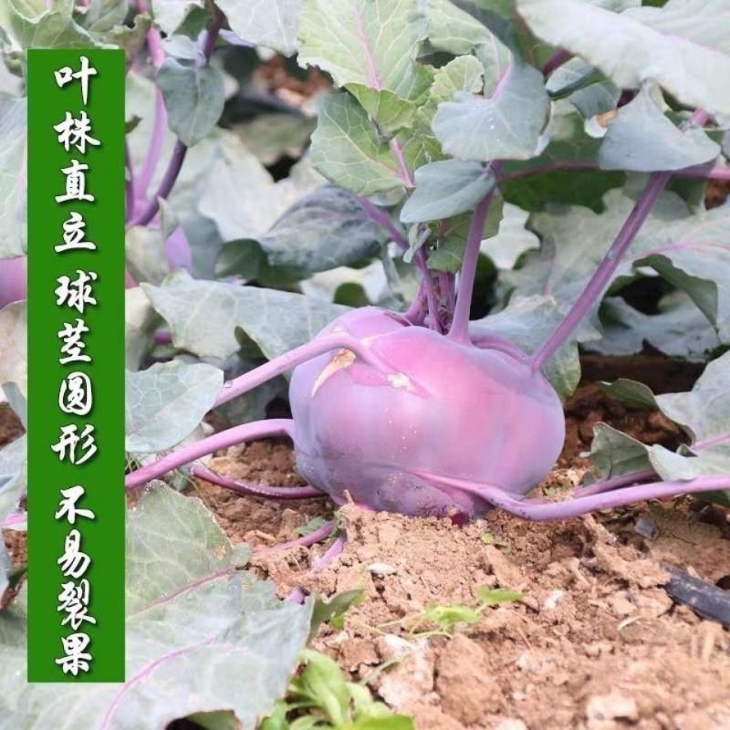 紫苤兰种子水果苤蓝种子丕兰球茎苤菜籽春秋季种植水果蔬菜种