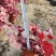 高度20厘米矾根又叫山珊瑚铃矾根喜欢阳光