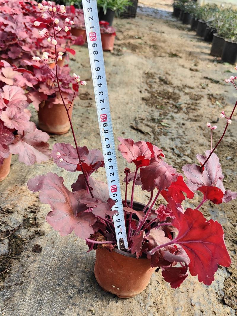 高度20厘米矾根又叫山珊瑚铃矾根喜欢阳光