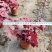 高度20厘米矾根又叫山珊瑚铃矾根喜欢阳光