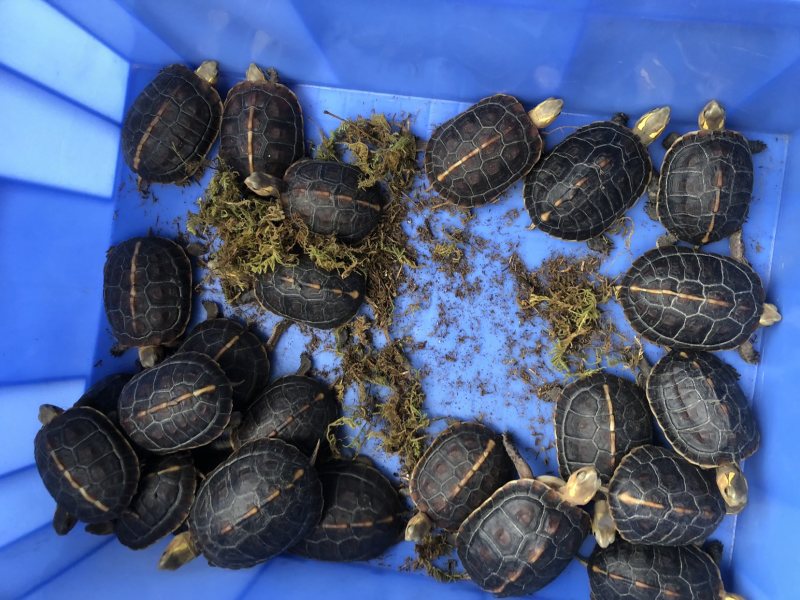 练手乌龟黄缘，好养易大，多甲为主，新手养殖更好！性价比高