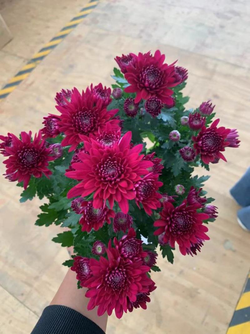150#红花郎荷兰菊荷兰菊24装