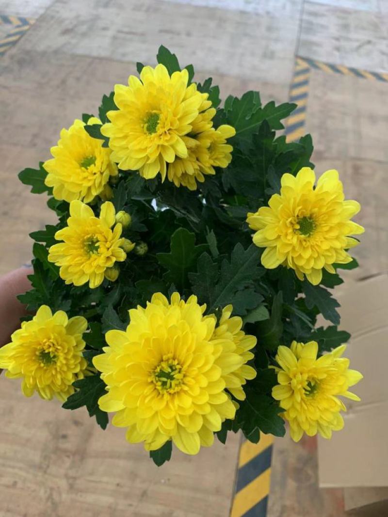 150#红花郎荷兰菊荷兰菊24装