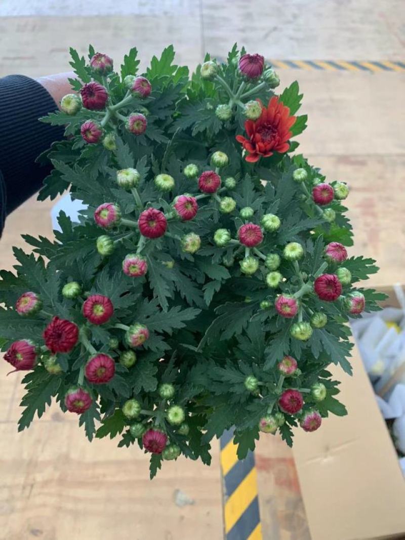 150#红花郎荷兰菊荷兰菊24装