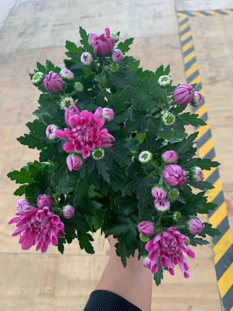 150#红花郎荷兰菊荷兰菊24装