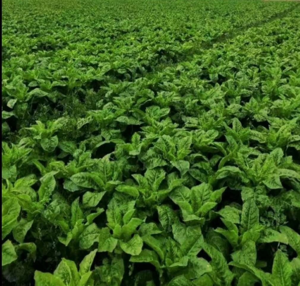 青皮一号莴苣特写