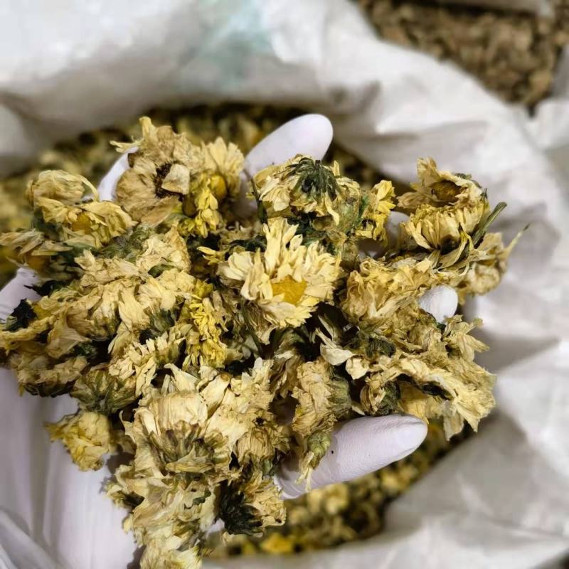 杭白菊无硫一磺花香味浓郁菊朵大肥厚汤色金黄产地直发
