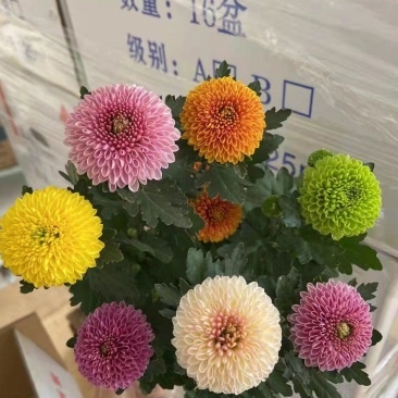 150#七彩乒乓菊七彩乒乓菊菊花盆景绿植