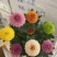 150#七彩乒乓菊七彩乒乓菊菊花盆景绿植