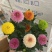 150#七彩乒乓菊七彩乒乓菊菊花盆景绿植