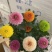 150#七彩乒乓菊七彩乒乓菊菊花盆景绿植