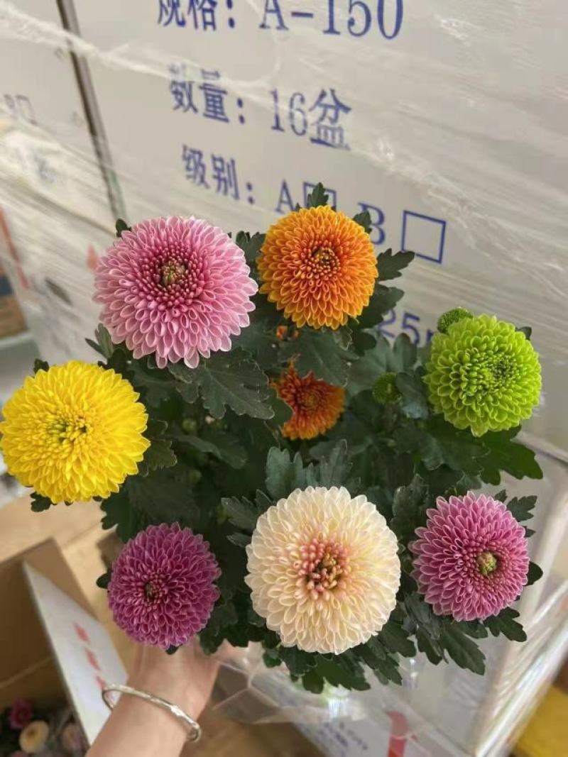 150#七彩乒乓菊七彩乒乓菊菊花盆景绿植