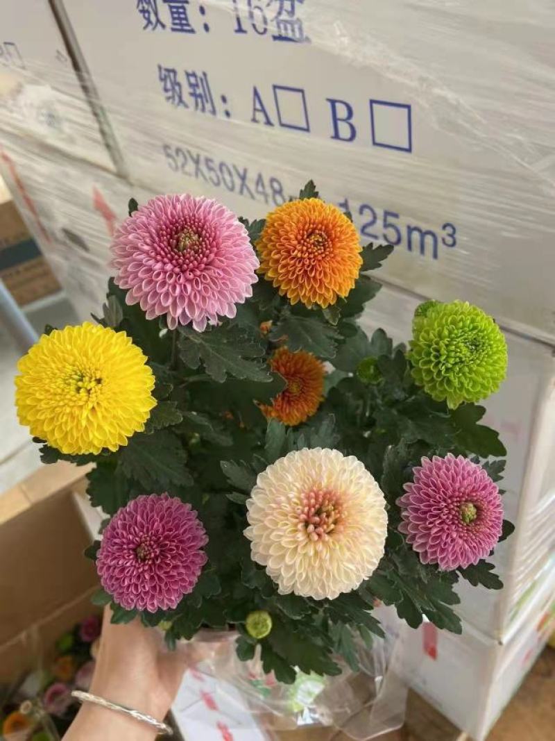 150#七彩乒乓菊七彩乒乓菊菊花盆景绿植