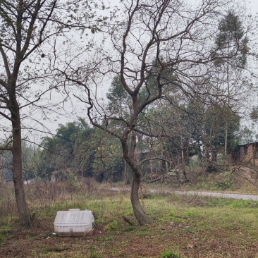 精品乌桕广西乌桕丛生乌桕规格齐全，便宜批发