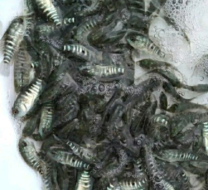 石斑鱼苗活体黑猫鱼苗鲙鱼淡水石斑鱼石班鱼池塘养