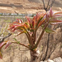 野生香椿芽，刺耳包，小竹笋，土鸡蛋，土鸡