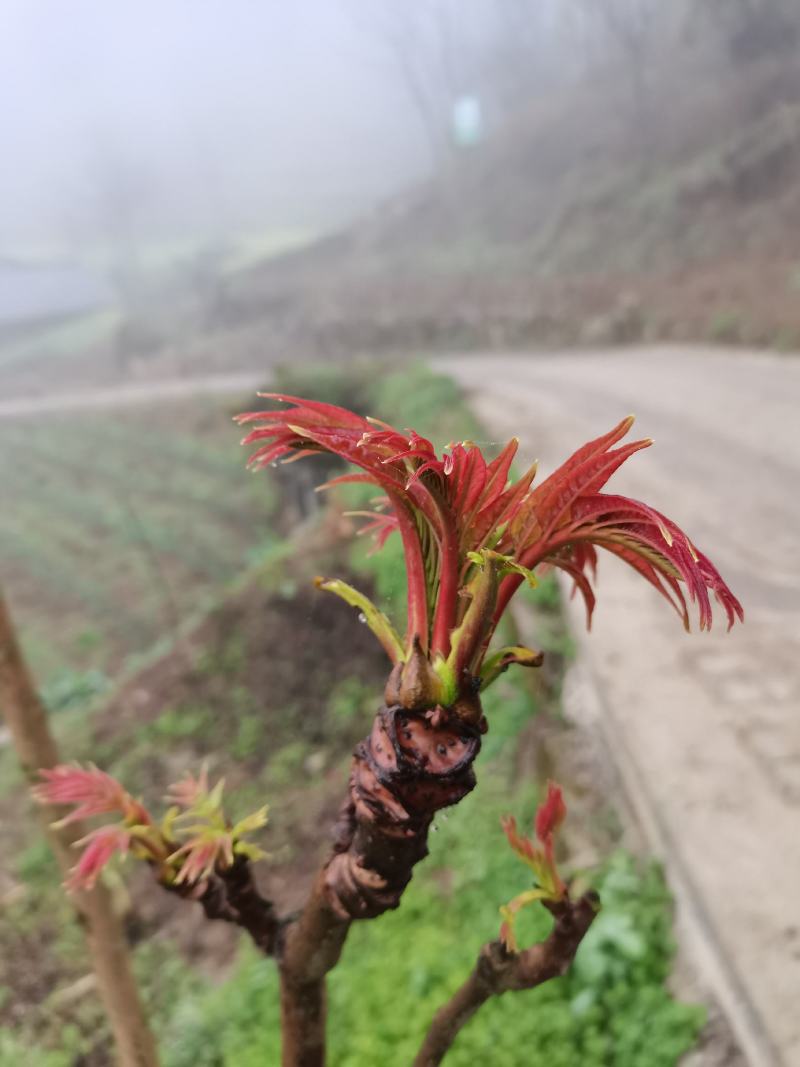 野生香椿芽，刺耳包，小竹笋，土鸡蛋，土鸡