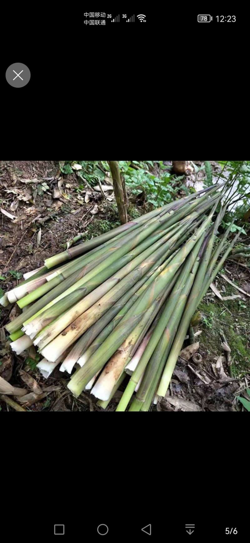 野生香椿芽，刺耳包，小竹笋，土鸡蛋，土鸡