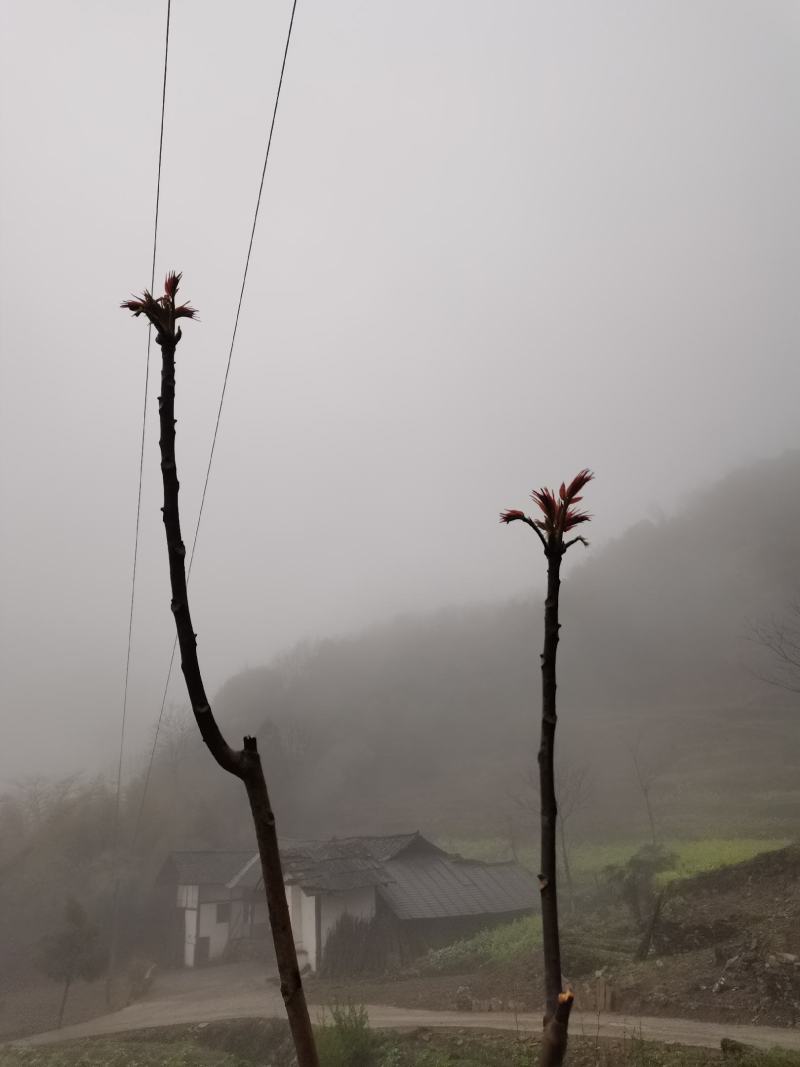 野生香椿芽，刺耳包，小竹笋，土鸡蛋，土鸡