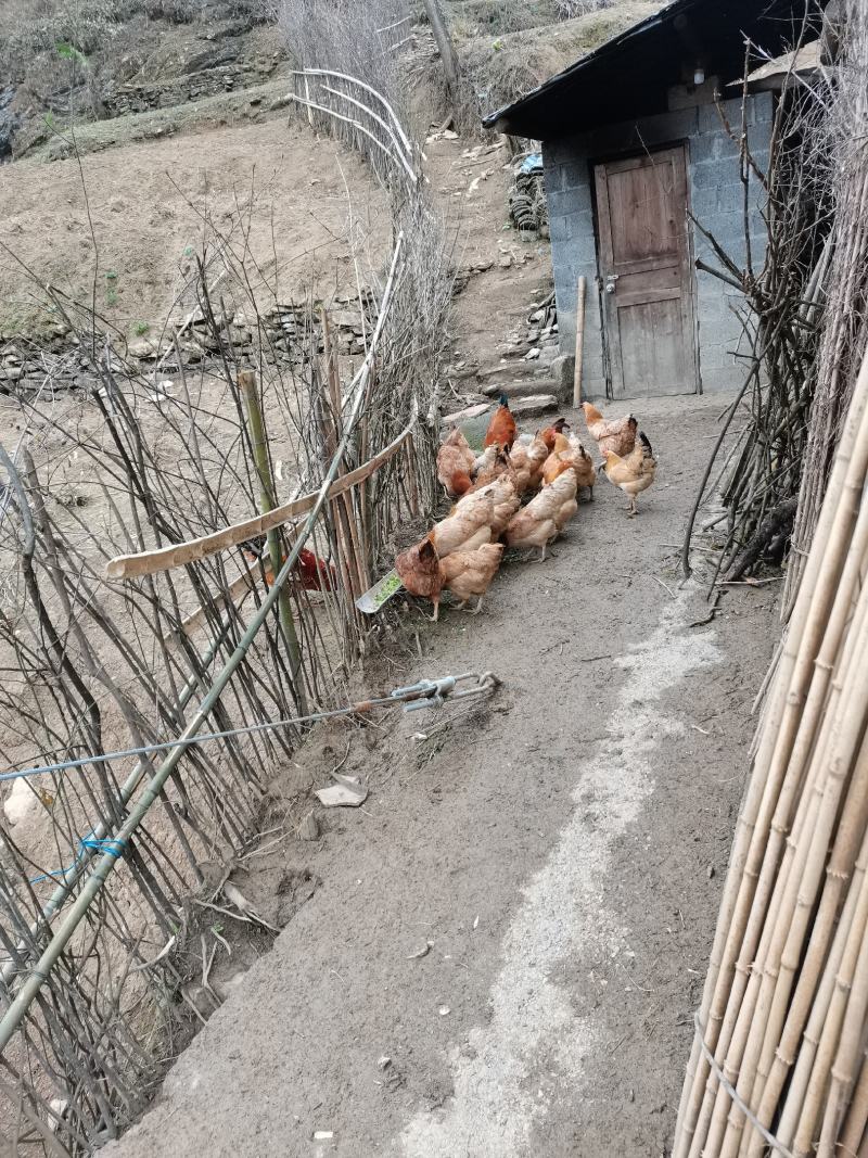 野生香椿芽，刺耳包，小竹笋，土鸡蛋，土鸡