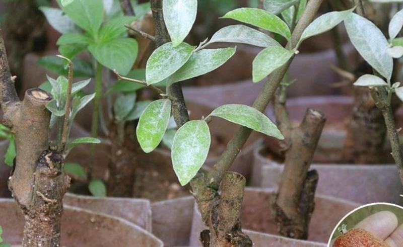 果树云南纯甜大羊奶果苗嫁接果树2年苗胡颓子果树苗盘栽地栽