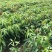 芒果树苗嫁接金煌红贵妃四季蜜芒澳芒果苗北南方地栽盆栽当年