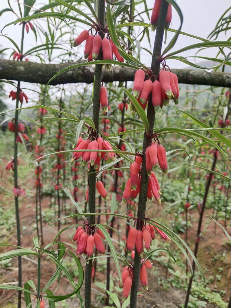 优质云南黄精种子老虎姜种子节节高种子提供技术指导成品回收