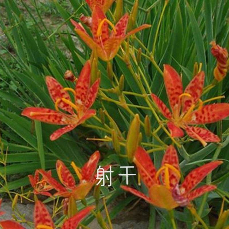 射干苗