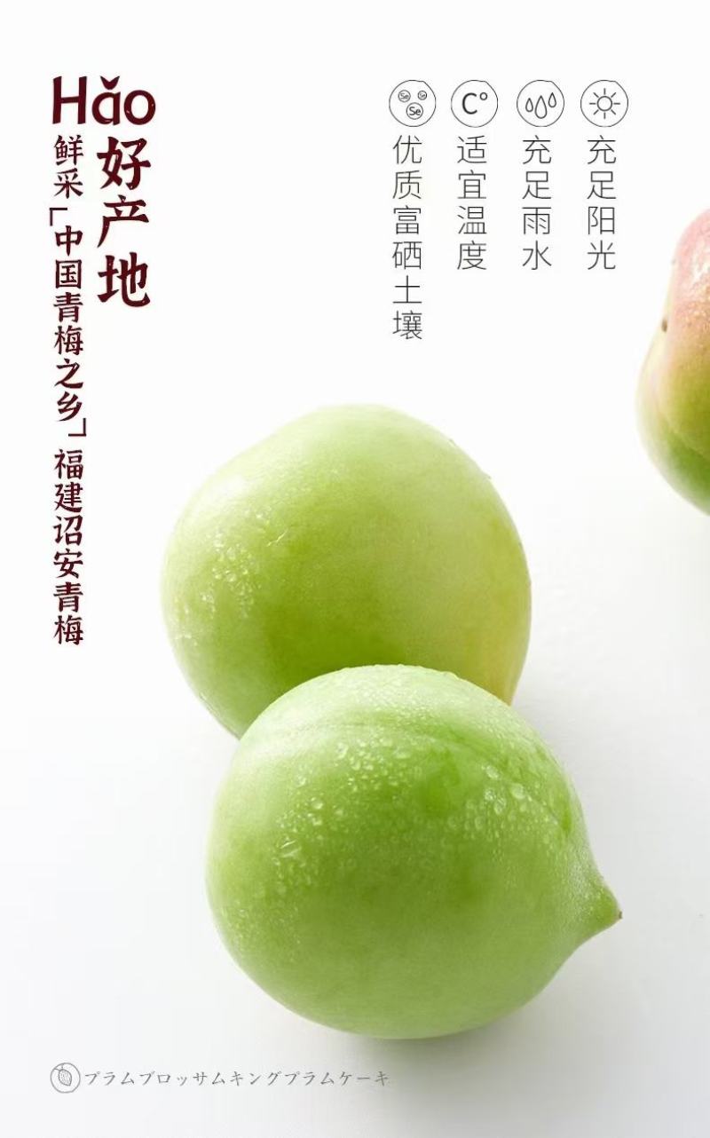 福建诏安富硒青梅