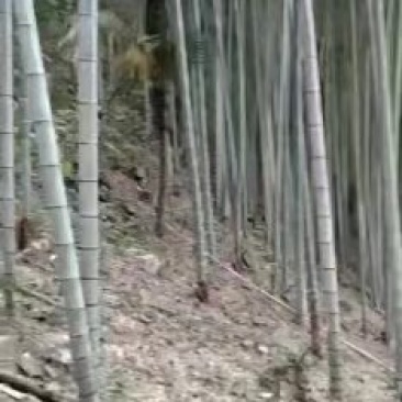 广西毛竹，可以供香蕉搭架子，大量供应，需要联系