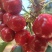 春果*早，大樱桃，来自黄金产区的农产品，欢迎品尝
