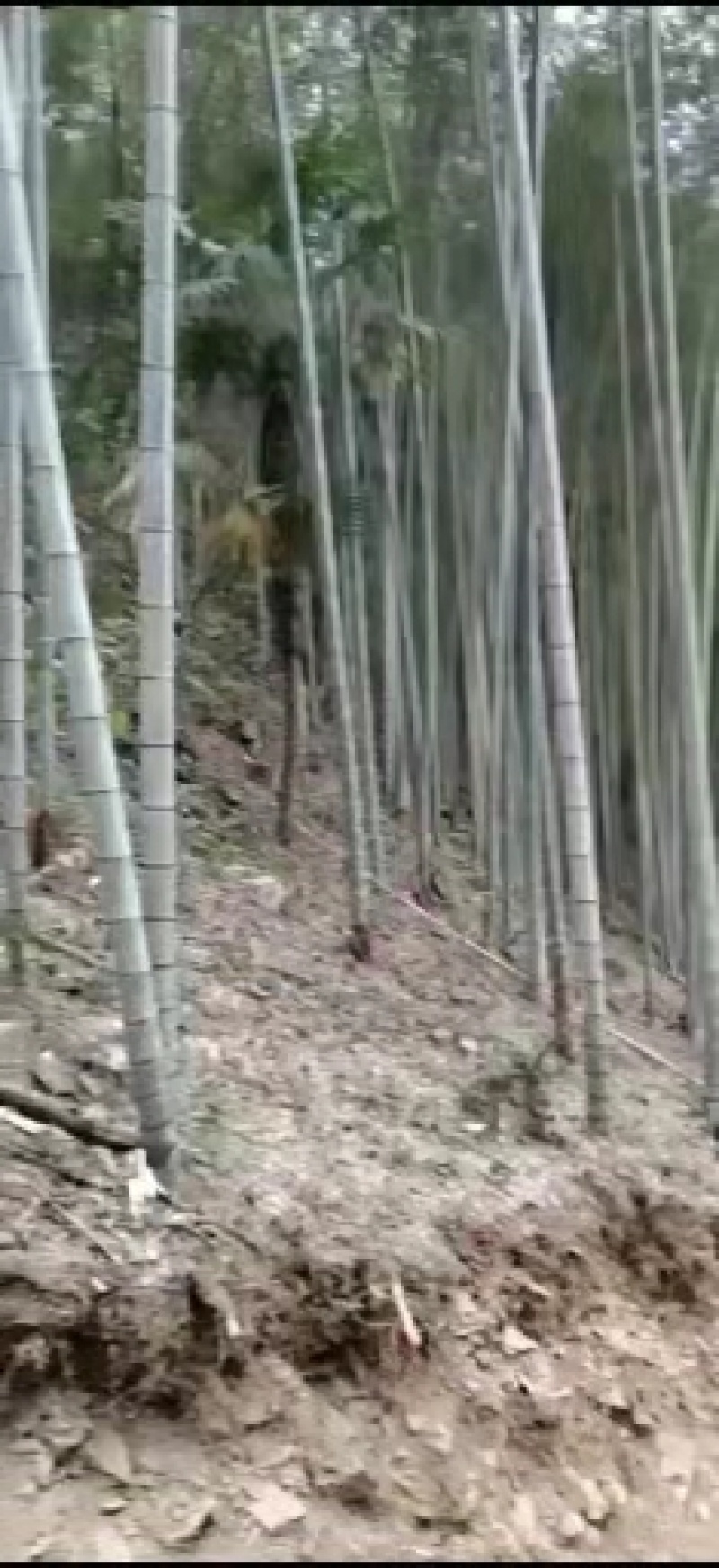 广西毛竹，可以供香蕉搭架子，大量供应，需要联系