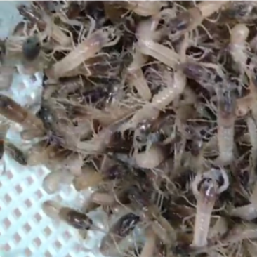 澳洲淡水龙虾苗、龙虾苗、澳洲龙虾苗、蓝龙虾苗