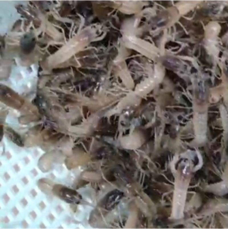 澳洲淡水龙虾苗、龙虾苗、澳洲龙虾苗、蓝龙虾苗