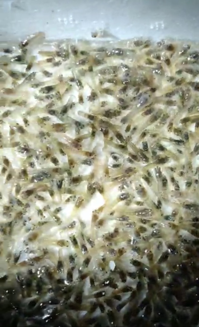 澳洲淡水龙虾苗、龙虾苗、澳洲龙虾苗、蓝龙虾苗