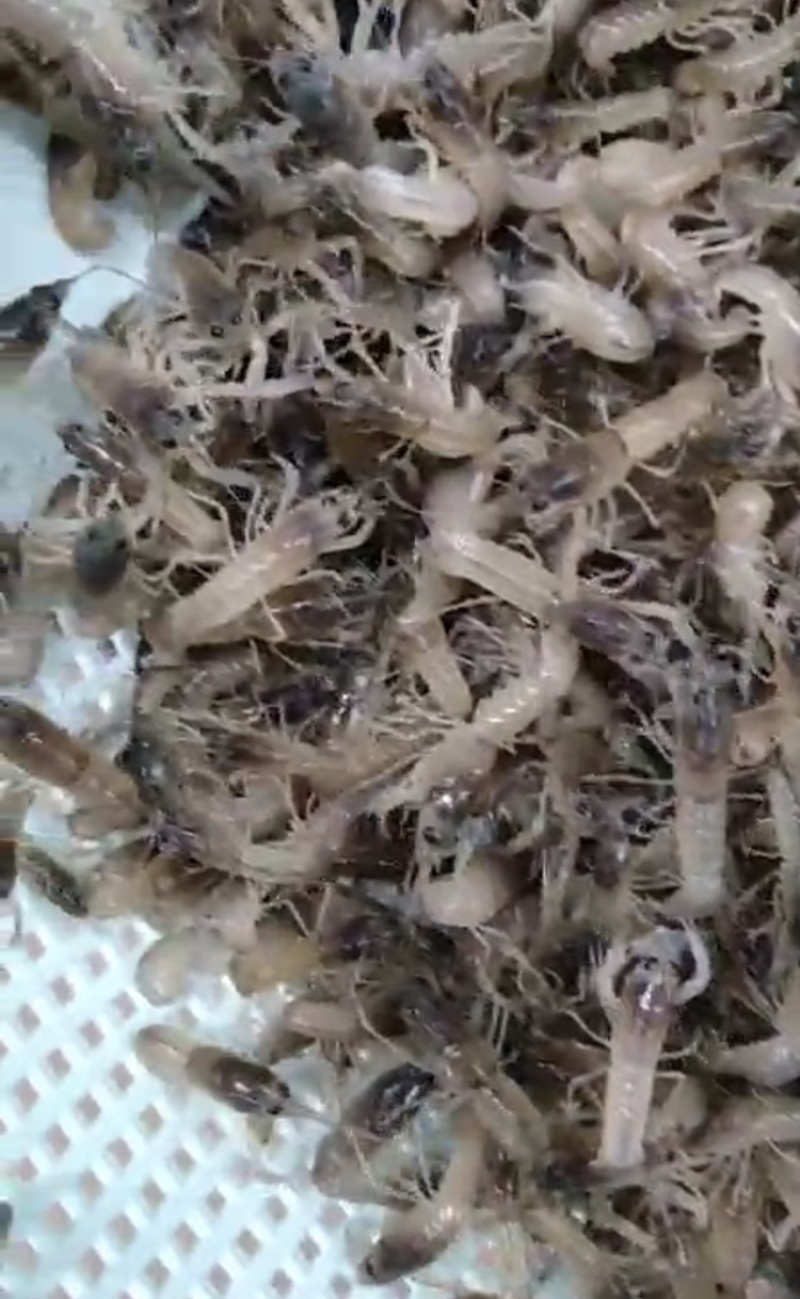 澳洲淡水龙虾苗、龙虾苗、澳洲龙虾苗、蓝龙虾苗