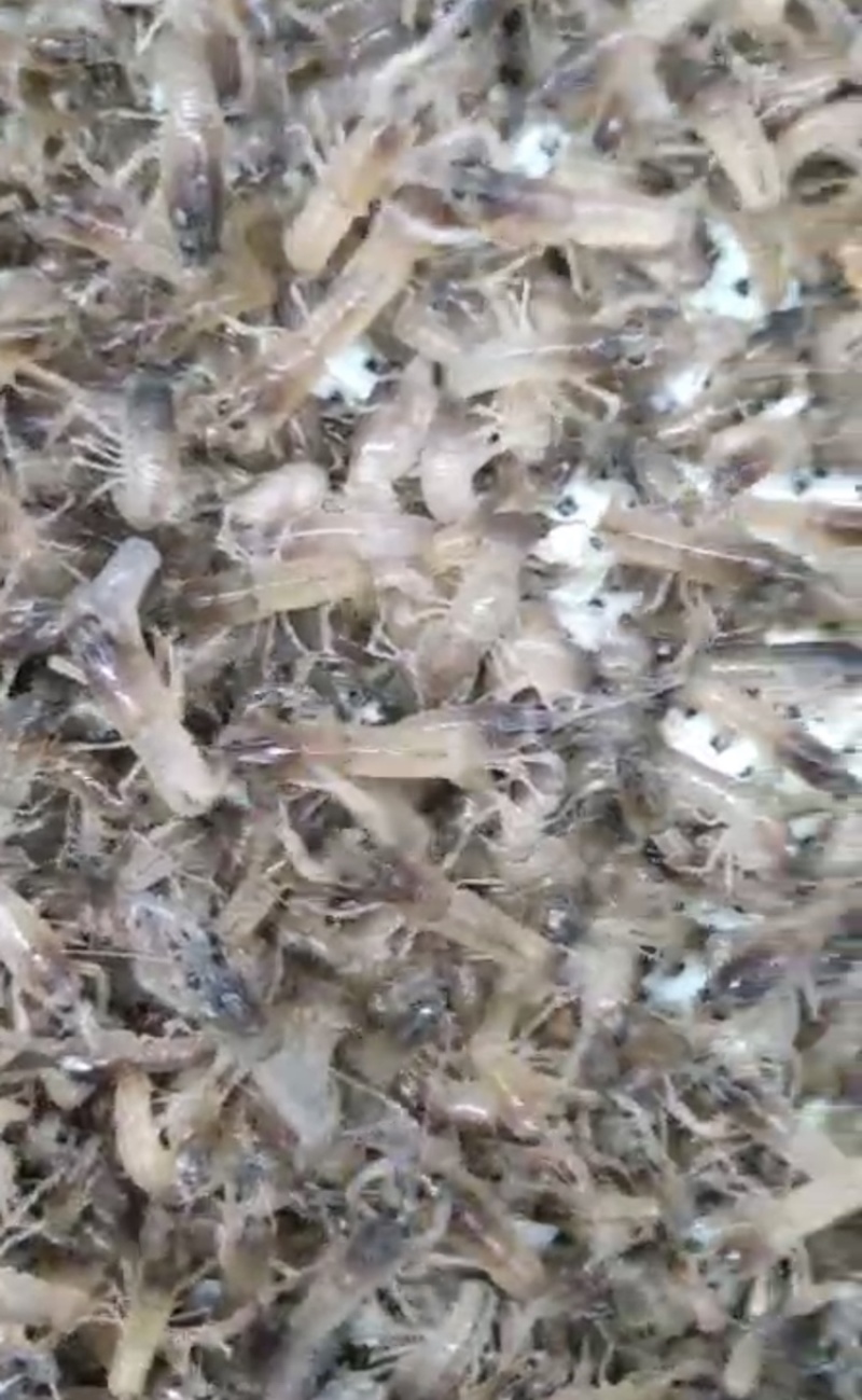 澳洲淡水龙虾苗、龙虾苗、澳洲龙虾苗、蓝龙虾苗