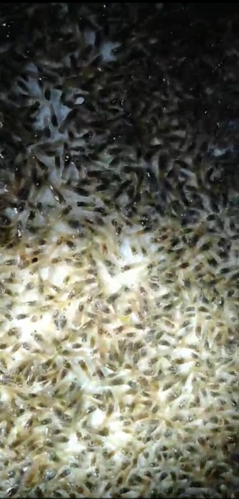 澳洲淡水龙虾苗、龙虾苗、澳洲龙虾苗、蓝龙虾苗