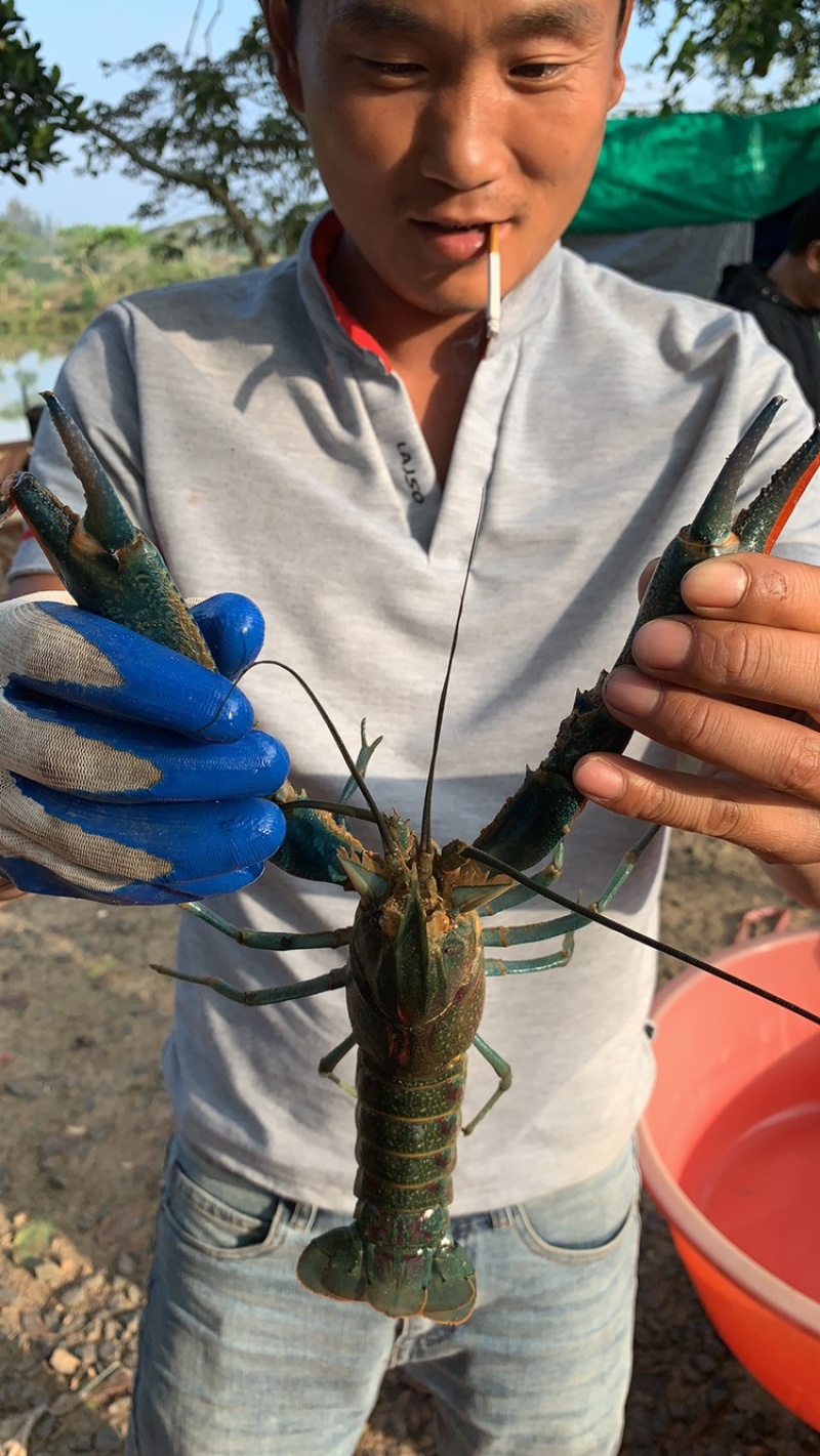 澳洲淡水龙虾苗、龙虾苗、澳洲龙虾苗、蓝龙虾苗