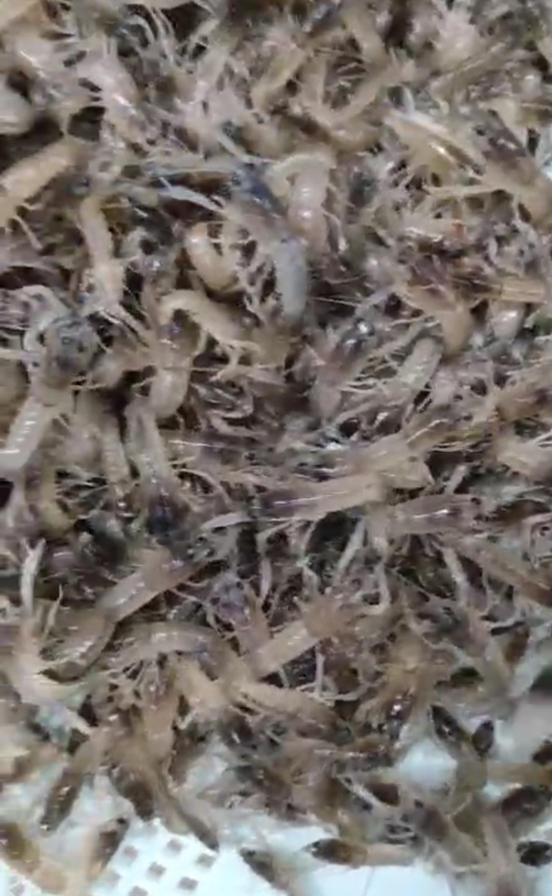 澳洲淡水龙虾苗、龙虾苗、澳洲龙虾苗、蓝龙虾苗