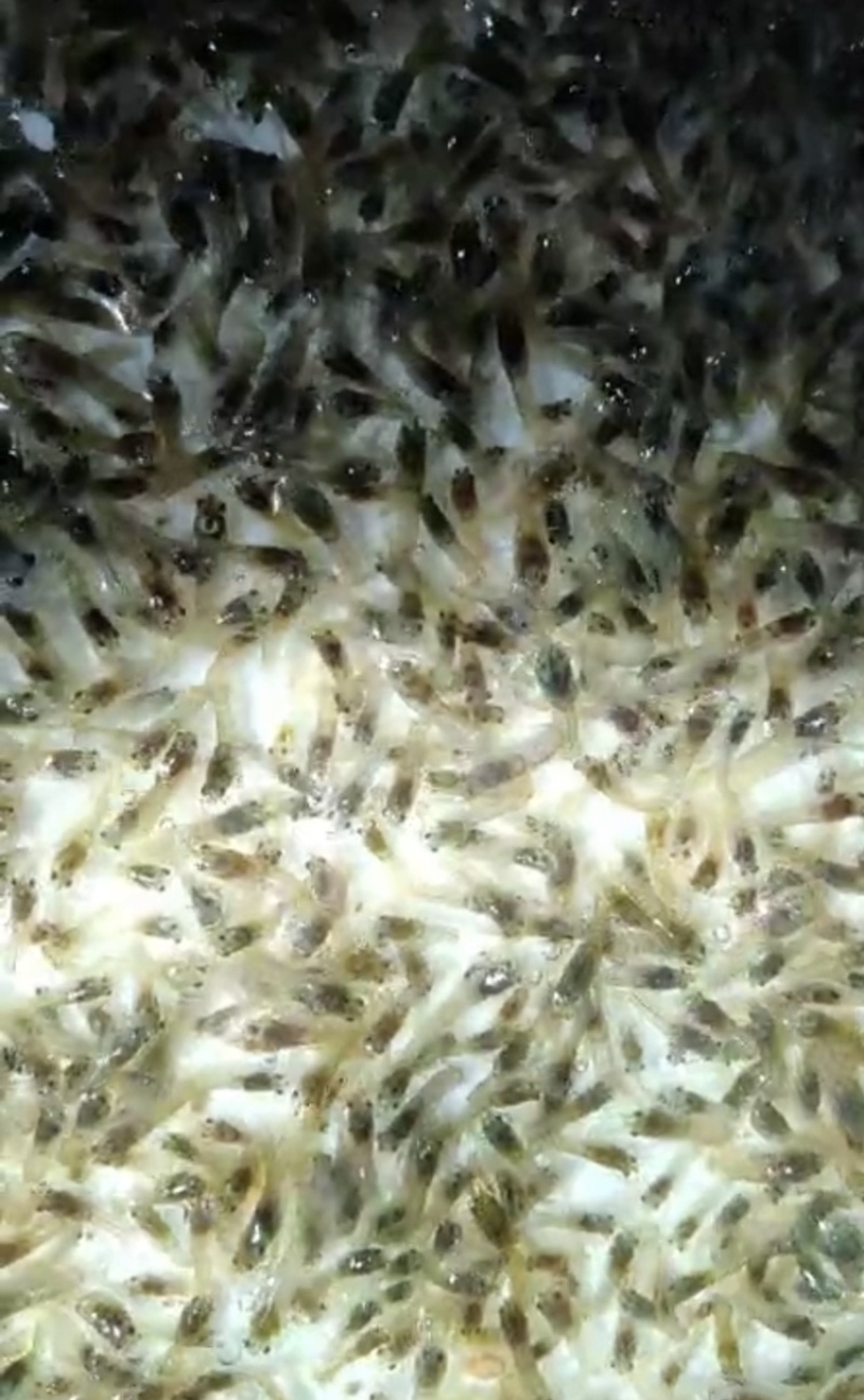 澳洲淡水龙虾苗、龙虾苗、澳洲龙虾苗、蓝龙虾苗
