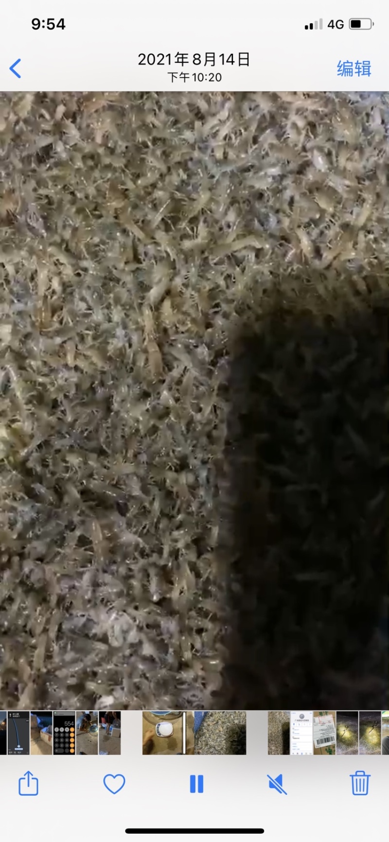 澳洲淡水龙虾苗、龙虾苗、澳洲龙虾苗、蓝龙虾苗