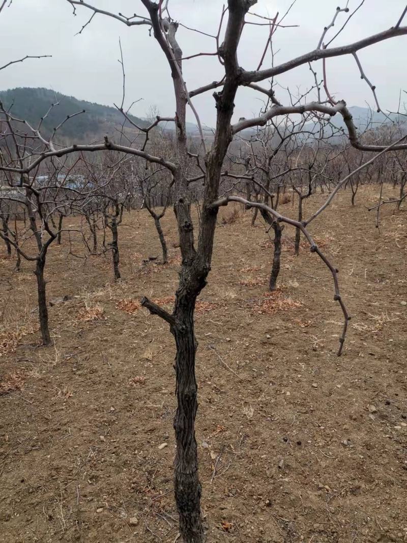 枣树，占地枣树