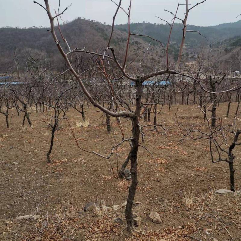 枣树，占地枣树