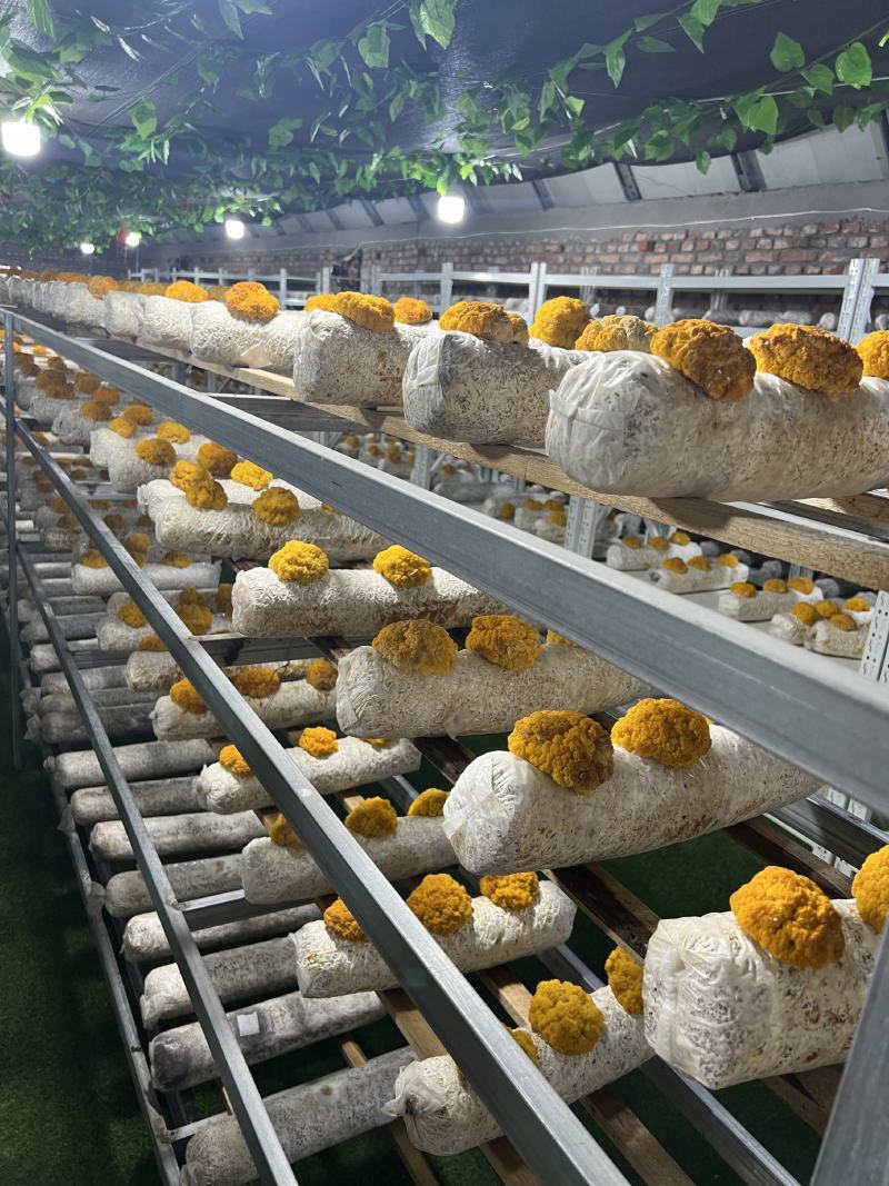 金耳菌菌包转让技术，包技术包回收