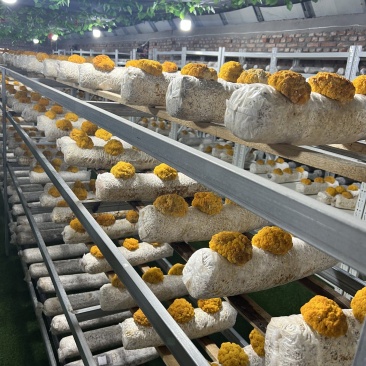 金耳菌菌包转让技术，包技术包回收