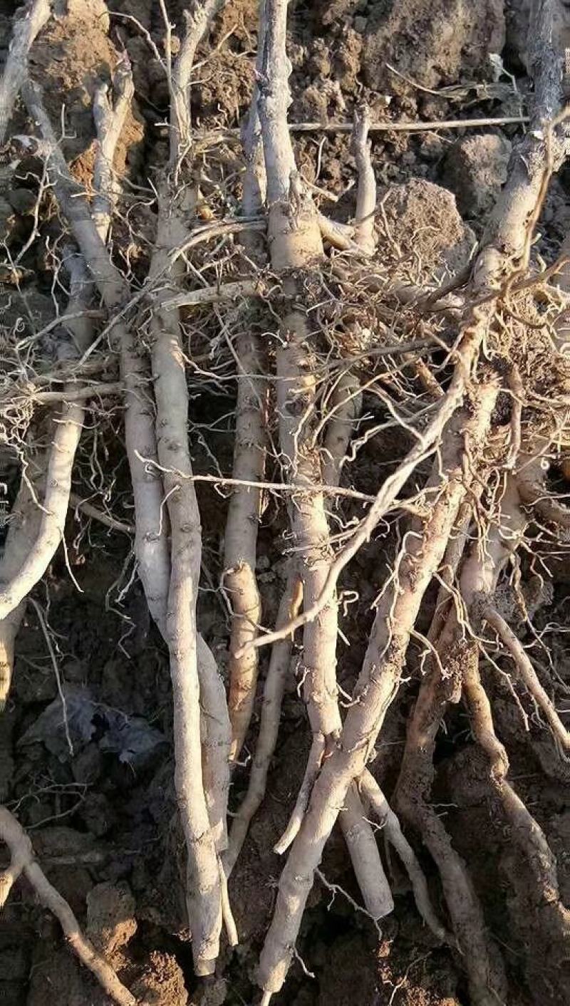 油用牡丹苗，观赏牡丹