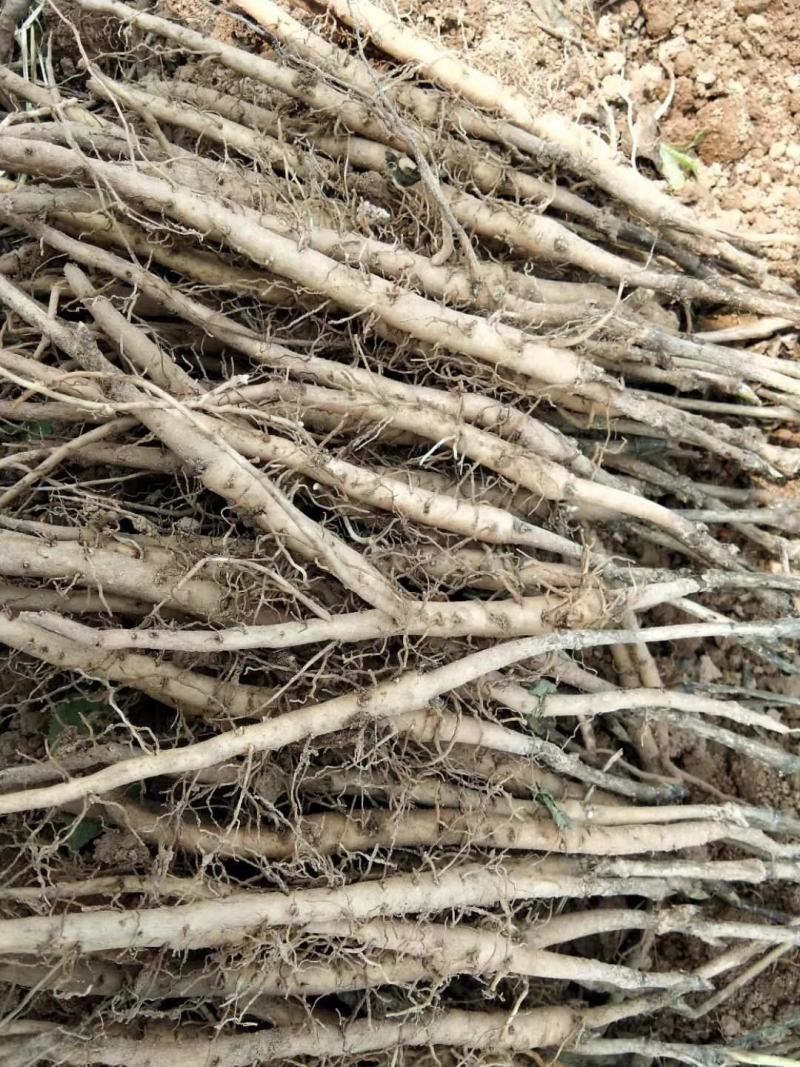 油用牡丹苗，观赏牡丹