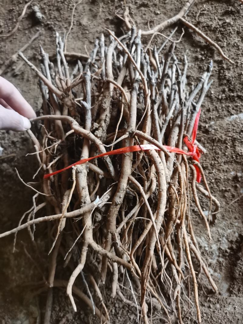 油用牡丹苗，观赏牡丹