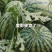 精品西瓜美都大量上货，8斤打底，产地直发质量保证